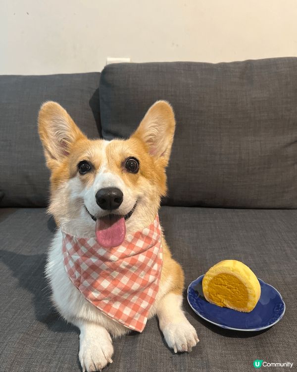 鍾意戶外活動又鍾意食野嘅豆腐 早排著住shark life ...