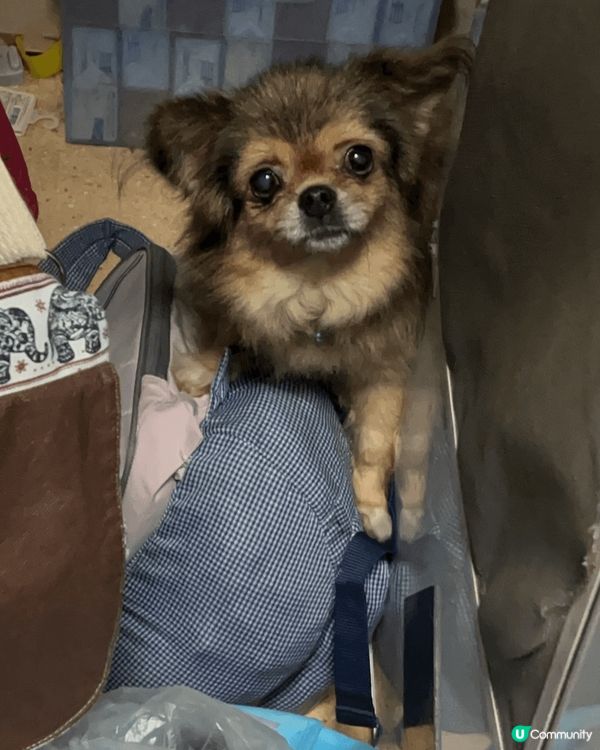 在日本大阪成田寺求既守護符，愛笑既狗狗最愛