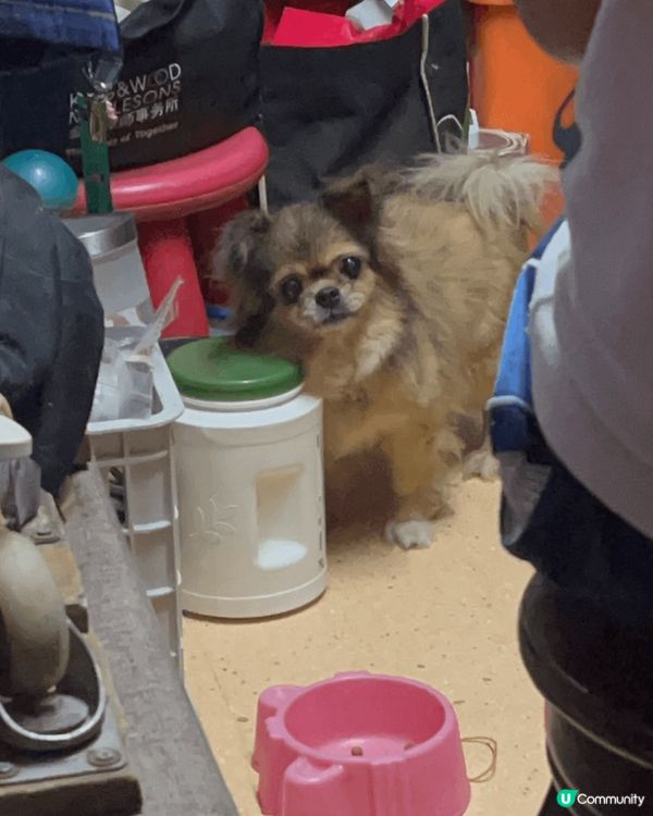 在日本大阪成田寺求既守護符，愛笑既狗狗最愛