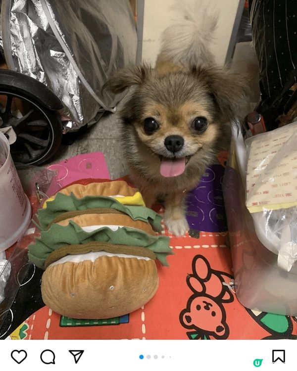 在日本大阪成田寺求既守護符，愛笑既狗狗最愛