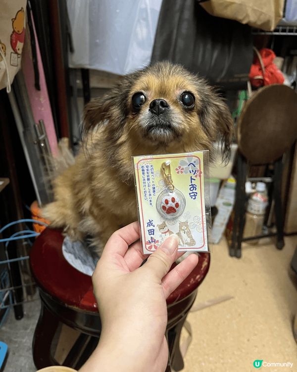 在日本大阪成田寺求既守護符，愛笑既狗狗最愛