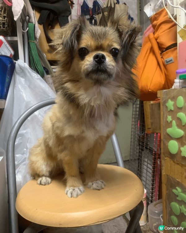 在日本大阪成田寺求既守護符，愛笑既狗狗最愛