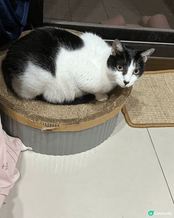 好乖好聽話的貓，好黐人。