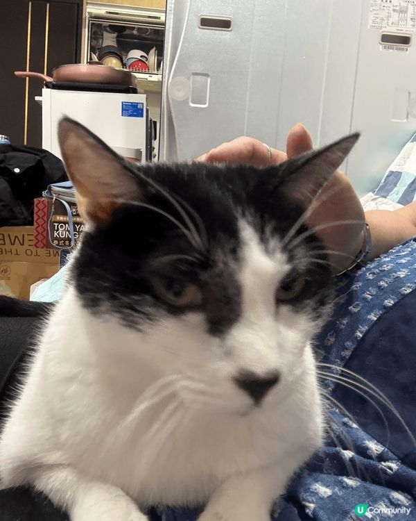 好乖好聽話的貓，好黐人。