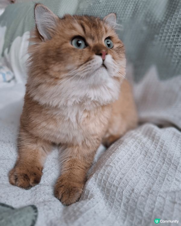 三隻貓貓各有性格，灰貓喜欢躲衣柜，啡貓喜欢独霸天下，淺灰貓喜...