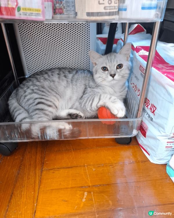 三隻貓貓各有性格，灰貓喜欢躲衣柜，啡貓喜欢独霸天下，淺灰貓喜...