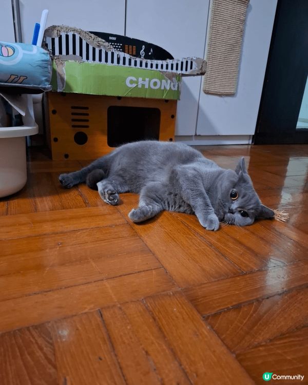 三隻貓貓各有性格，灰貓喜欢躲衣柜，啡貓喜欢独霸天下，淺灰貓喜...