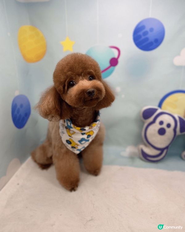 每次帶Max去寵物salon剪完毛，沖涼姐姐都會幫Max影啲...