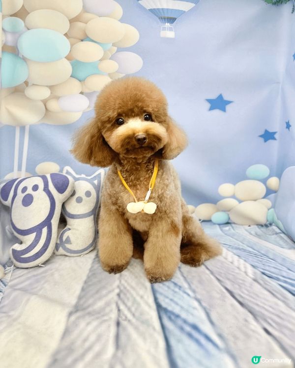 每次帶Max去寵物salon剪完毛，沖涼姐姐都會幫Max影啲...