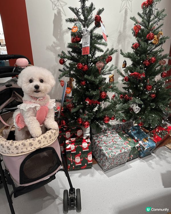 大家好～我叫林滋滋，今年1歲半。好中意同媽咪周圍去同影相，我...