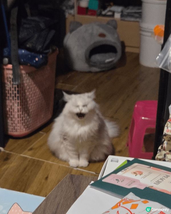 我的貓叫雲呢拿，係英國長毛貓，牠從未都不會反肚瞓，最多只會側...