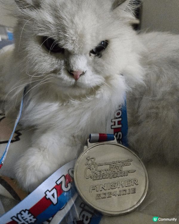 我的貓叫雲呢拿，係英國長毛貓，牠從未都不會反肚瞓，最多只會側...