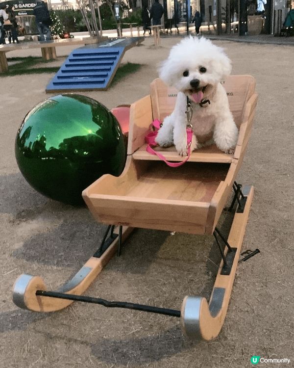 我既愛犬叫芭比，經常都要嘈住出街玩，係個非常貪玩嘅小寶貝。