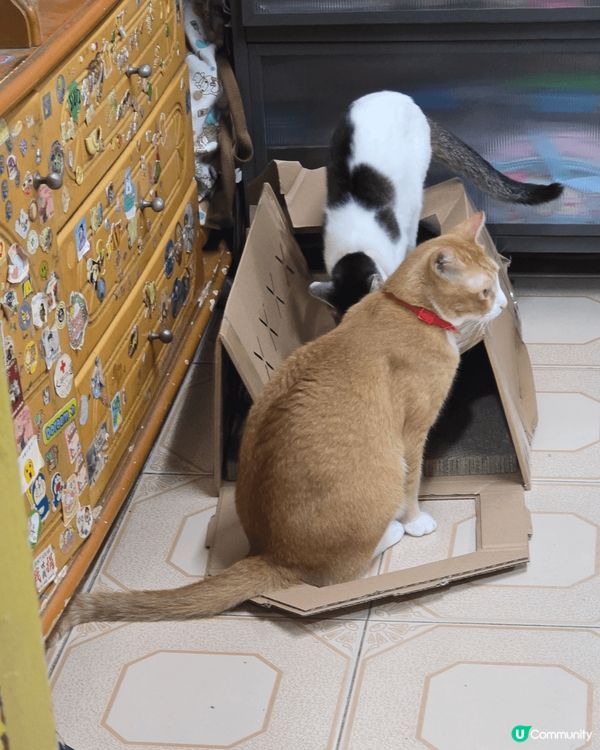 @@@@@@@@@@屋企日常@@@@@@