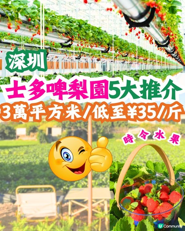 深圳士多啤梨園5大推介🍓3萬平方米/低至¥35/斤‼️新鮮又大粒😋