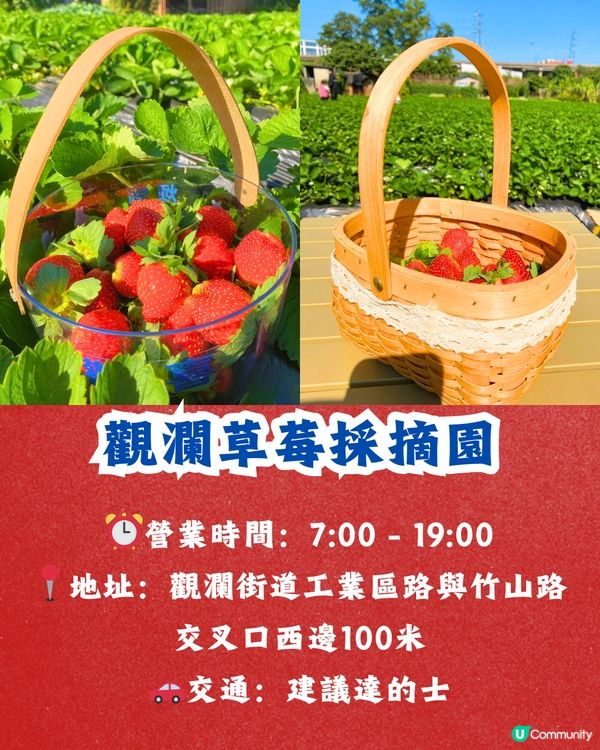 深圳士多啤梨園5大推介🍓3萬平方米/低至¥35/斤‼️新鮮又大粒😋