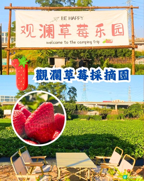 深圳士多啤梨園5大推介🍓3萬平方米/低至¥35/斤‼️新鮮又大粒😋