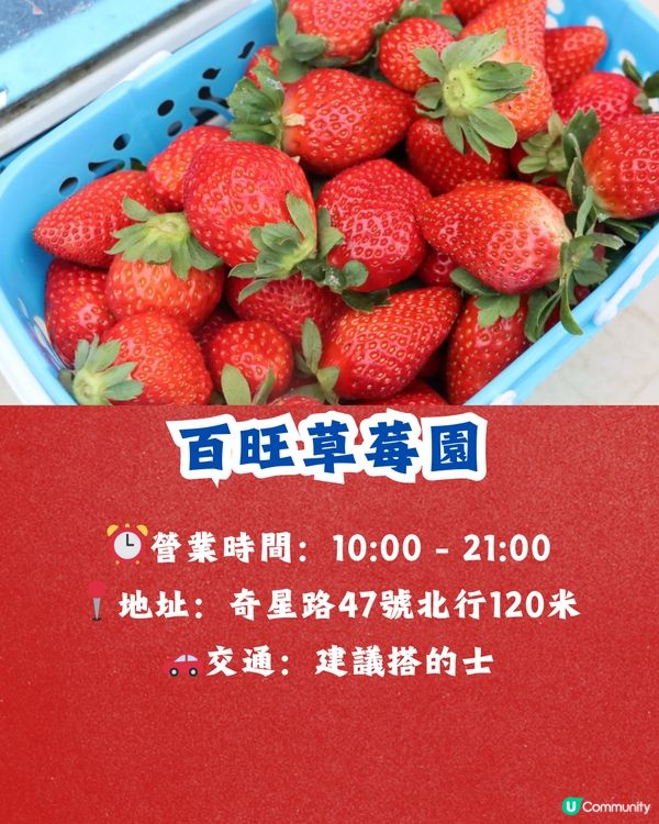 深圳士多啤梨園5大推介🍓3萬平方米/低至¥35/斤‼️新鮮又大粒😋