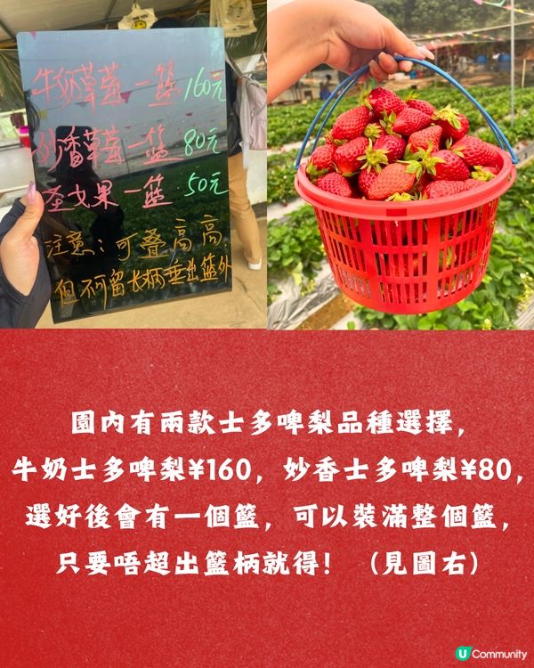 深圳士多啤梨園5大推介🍓3萬平方米/低至¥35/斤‼️新鮮又大粒😋