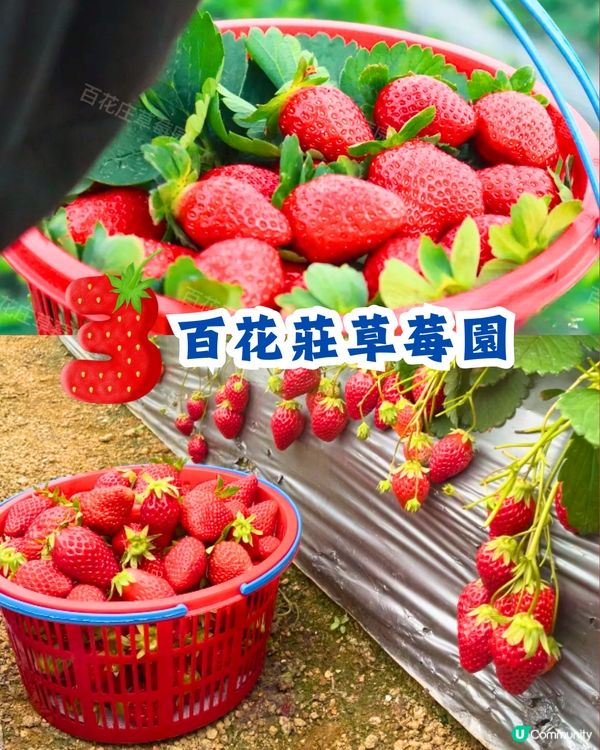 深圳士多啤梨園5大推介🍓3萬平方米/低至¥35/斤‼️新鮮又大粒😋