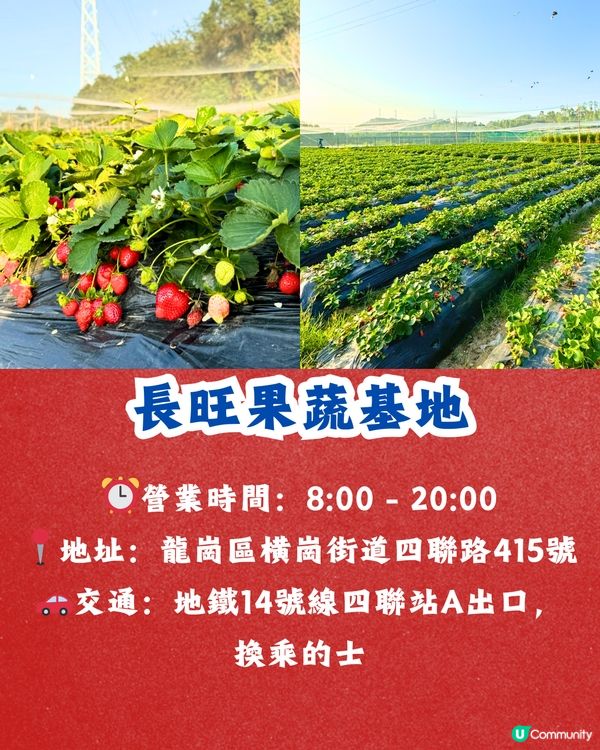 深圳士多啤梨園5大推介🍓3萬平方米/低至¥35/斤‼️新鮮又大粒😋
