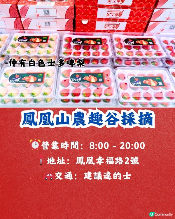 深圳士多啤梨園5大推介🍓3萬平方米/低至¥35/斤‼️新鮮又大粒😋