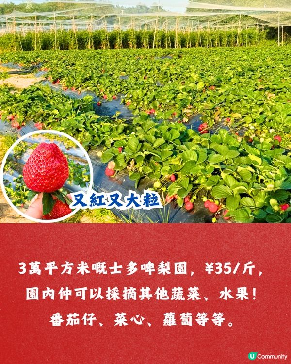 深圳士多啤梨園5大推介🍓3萬平方米/低至¥35/斤‼️新鮮又大粒😋