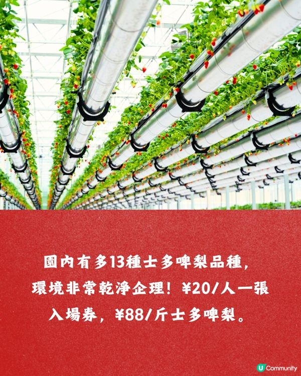 深圳士多啤梨園5大推介🍓3萬平方米/低至¥35/斤‼️新鮮又大粒😋