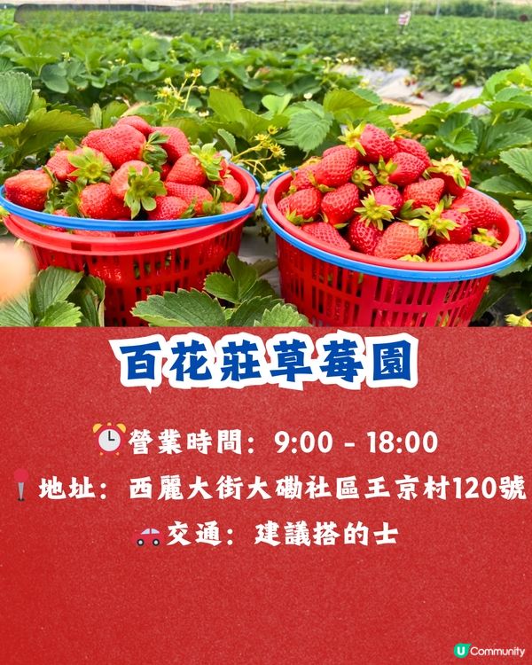 深圳士多啤梨園5大推介🍓3萬平方米/低至¥35/斤‼️新鮮又大粒😋