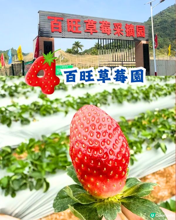 深圳士多啤梨園5大推介🍓3萬平方米/低至¥35/斤‼️新鮮又大粒😋