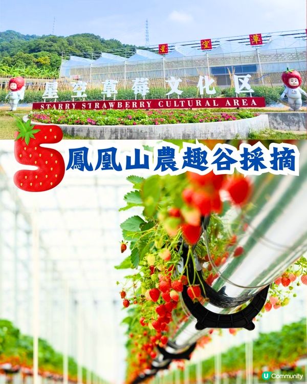 深圳士多啤梨園5大推介🍓3萬平方米/低至¥35/斤‼️新鮮又大粒😋