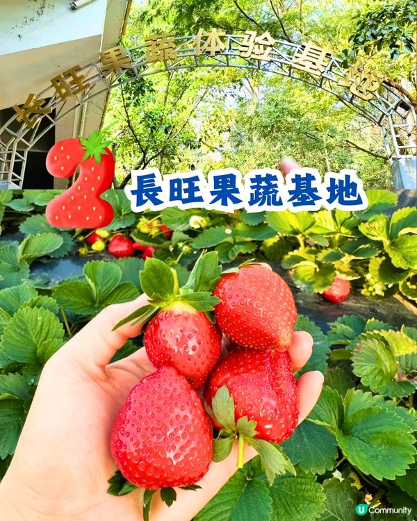 深圳士多啤梨園5大推介🍓3萬平方米/低至¥35/斤‼️新鮮又大粒😋