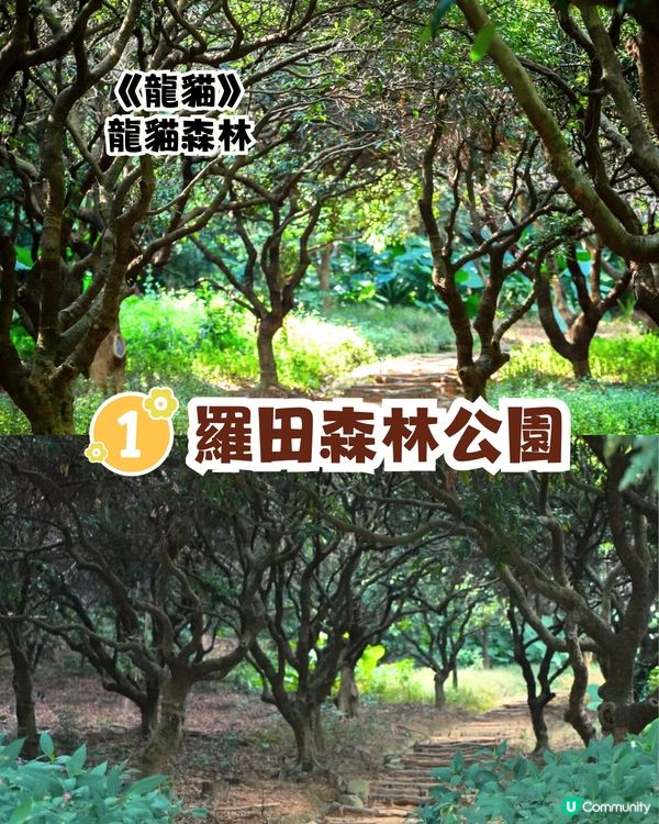 深圳宮崎駿電影風公園5大推介🌲《龍貓》森林/《哈爾移動城堡》歐陸小鎮‼️附地址+交通教學🚗