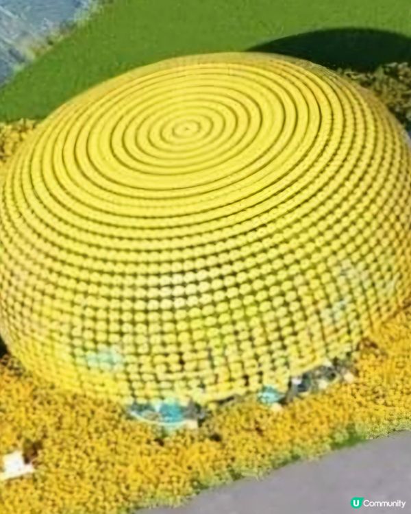 欣賞小榄菊花😍