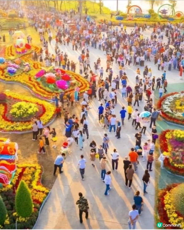 欣賞小榄菊花😍