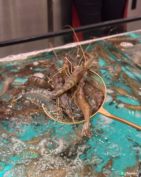 即撈生猛海鮮火鍋放題🔥