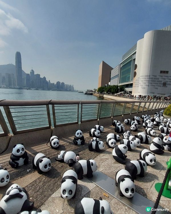 大熊貓雕塑展覽  #拍下珍貴時刻