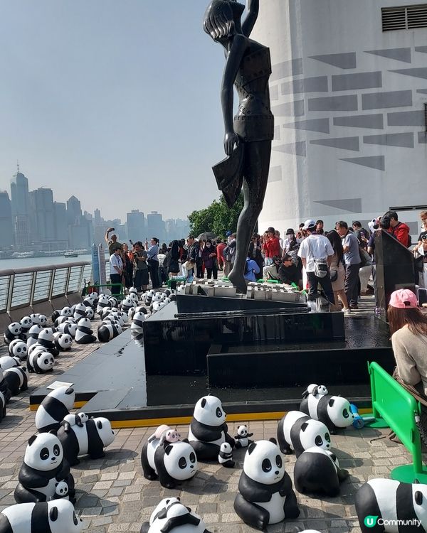 大熊貓雕塑展覽  #拍下珍貴時刻