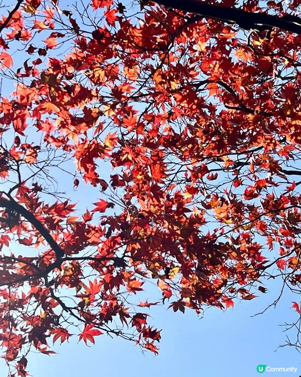 紅葉斜落我心寂寞時