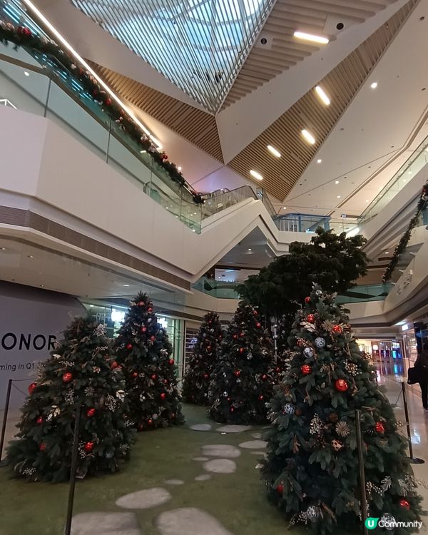 聖誕樹林🎄🎄🎄