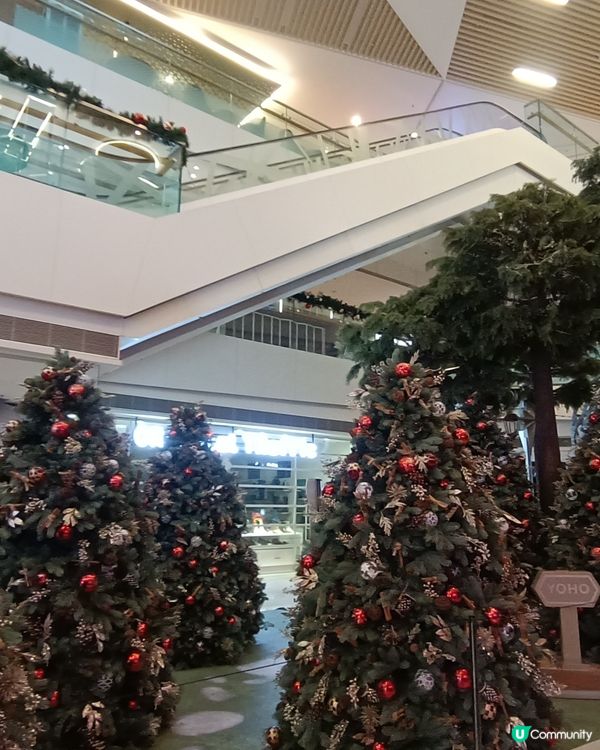 聖誕樹林🎄🎄🎄