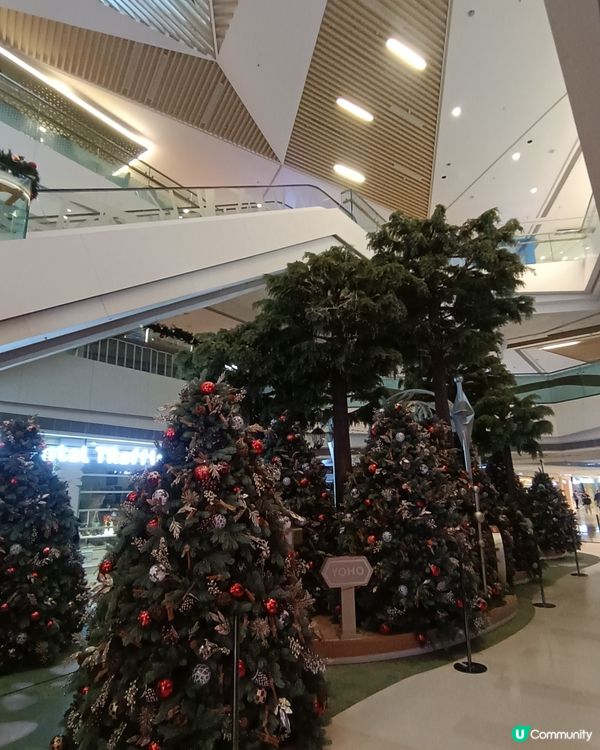 聖誕樹林🎄🎄🎄