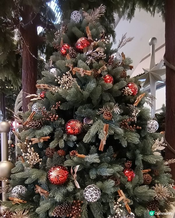 聖誕樹林🎄🎄🎄