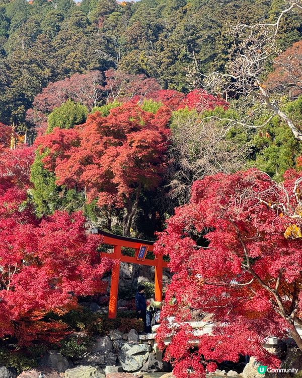 大阪近郊紅葉照點 - 勝尾寺🍁⛩️