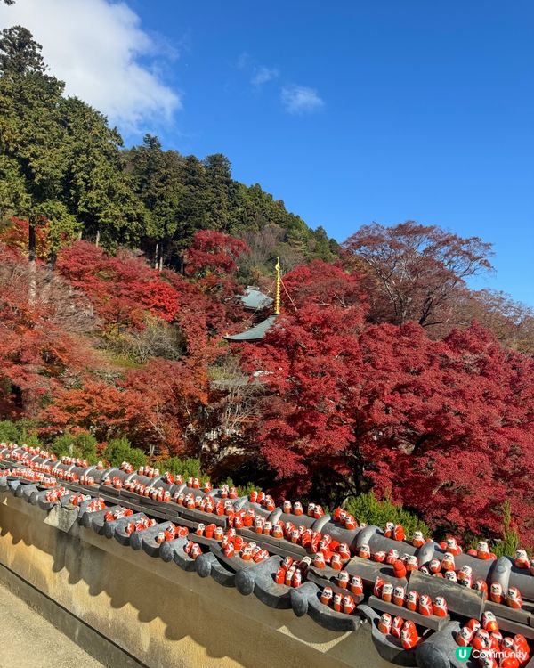 大阪近郊紅葉照點 - 勝尾寺🍁⛩️