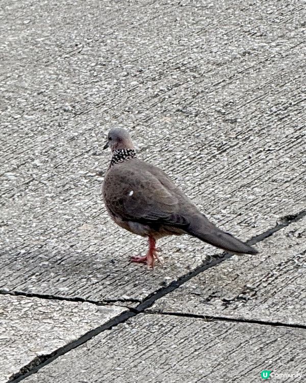 🕊️週末黃昏之鳥🕊️