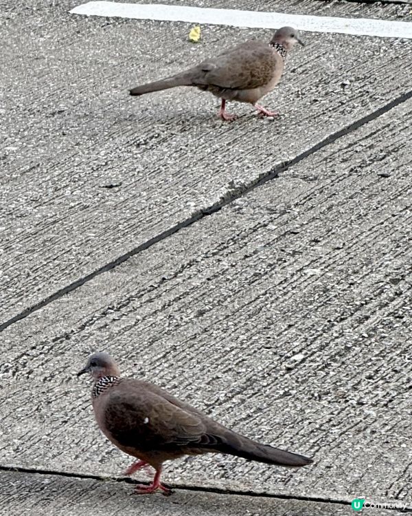 🕊️週末黃昏之鳥🕊️