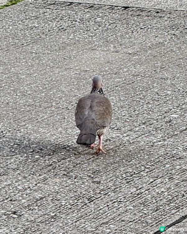 🕊️週末黃昏之鳥🕊️