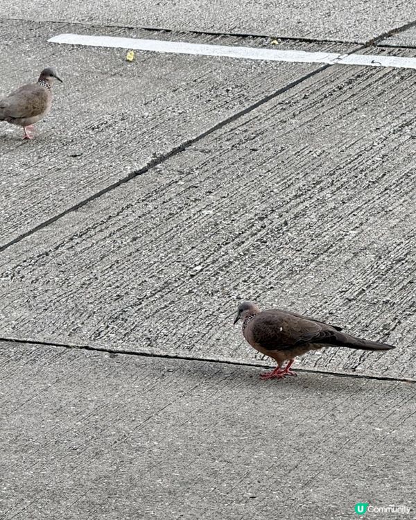 🕊️週末黃昏之鳥🕊️