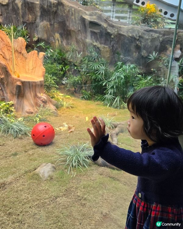 熊貓熊貓我來了‼️